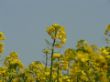 natur6.jpg