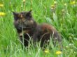 tiere2.jpg